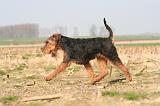WELSH TERRIER 075